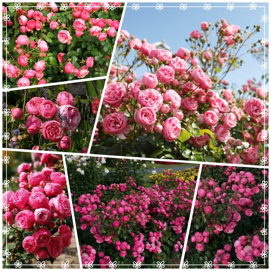 Pomponella róża rabatowa